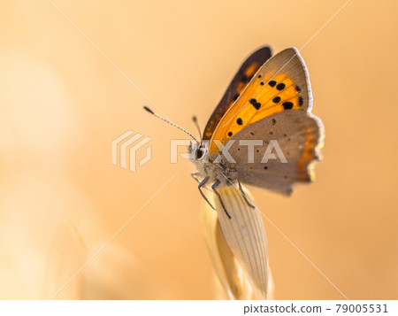 Small copper cereal field 79005531