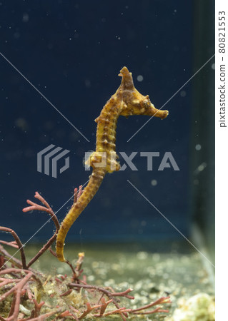 Seahorse Pipefish Dragon Spawn 80821553