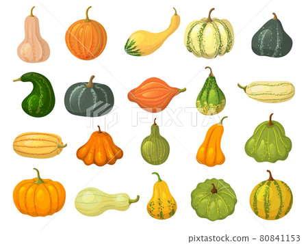 Squash collections. Organic natural healthy food autumn vegetables pumpkin collection isolated recent vector squash pictures in cartoon style 80841153