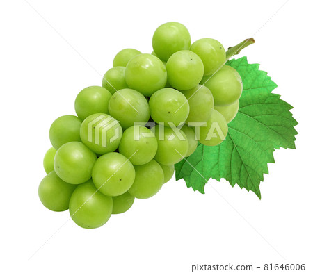 Shine Muscat Muscat Grape Illustration Real Leaf 81646006