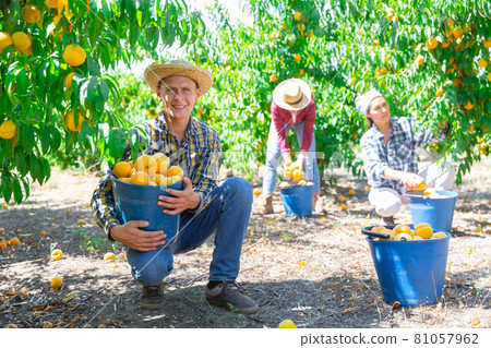 Man farmer picking fresh peaches in fruit garden 81057962