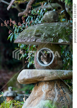 Cat in a stone lantern 81101387