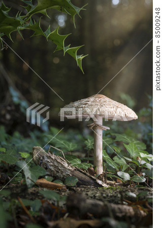 Large Parasol fungus Macrolepiota procera 85009248