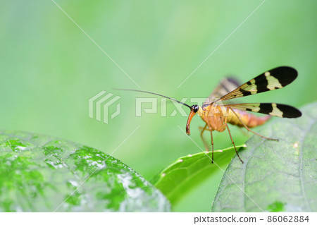 Panorpidae perched on leaves (Saitama / September) 86062884