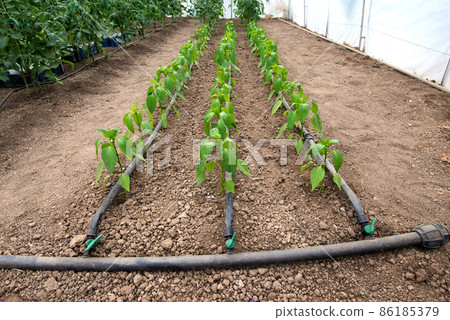 greenhouse with pepper plant and drip irrigation system- selective focus 86185379