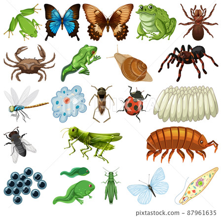 Different kinds of insects and animals on white background 87961635