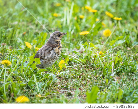 A fieldfare chick, Turdus pilaris, has left the nest and sitting on the spring lawn. A fieldfare chick sits on the ground and waits for food from its parents. 89852682