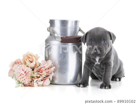 puppy Staffordshire Bull Terrier with a milk jug 89910102