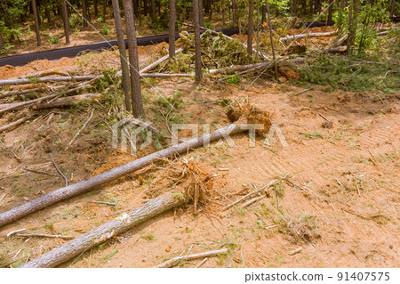 Digging up tree stumps and roots after deforestation of forest to prepare land for housing new complex properties 91407575