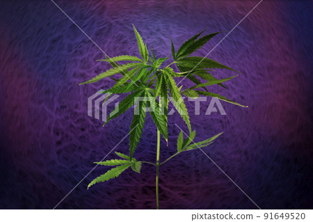 cannabis hemp tree on spinning abstract nerve background.  91649520