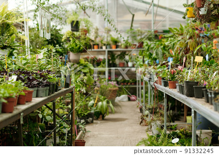 Flower shop with wild and house plants 91332245