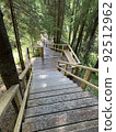 Wooden ladder among the tall tree trunks in the forest 92512962