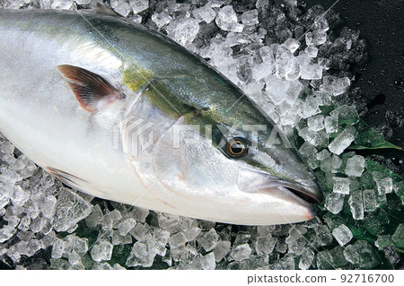 1 wild yellowtail 92716700