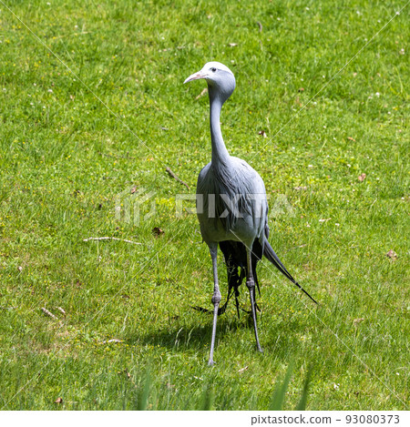 The Blue Crane, Grus paradisea, is an endangered bird 93080373