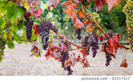 abnormal drought in France grape harvest failure 93257427