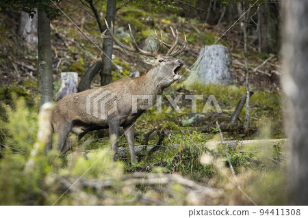 Red deer stag roaring with open mouth on a hill side with cut down trees 94411308