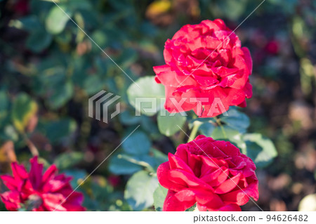 Bern's Rose Garden 94626482