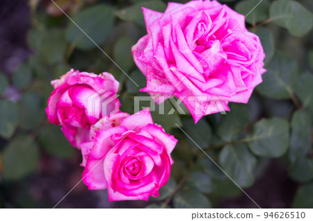 Bern's Rose Garden 94626510