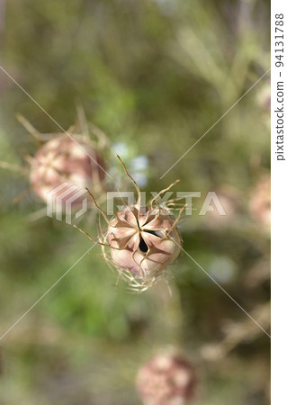 Love-in-a-mist Shorty Blue 94131788