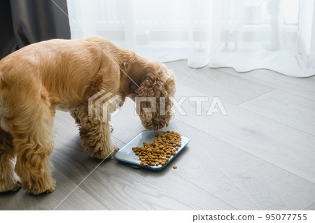 Dog eats dry food scattered on a kitchen scale. 95077755