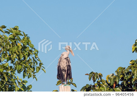 Asian Openbill bird perched on top of a pole. 96405456