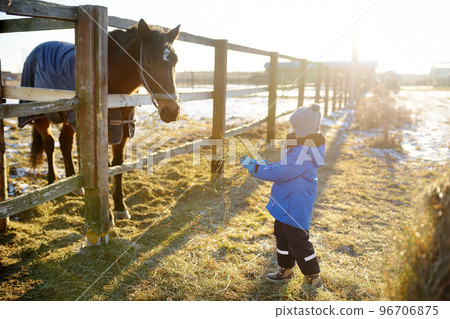 A child is having fun on a farm with animals on winter day. A little boy is stroking a donkey. Kids and animals. Entertainment for children on school holidays. 96706875