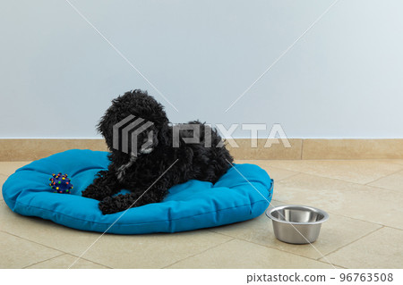 Concept of home pet, black toy poodly 96763508