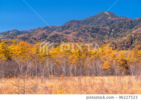 《Tochigi Prefecture》Autumn Senjogahara Golden Marsh 96227523