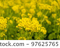 Rape blossoms 97625765