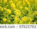 Rape blossoms 97625762