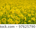 Rape blossoms 97625790