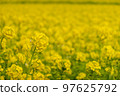 Rape blossoms 97625792