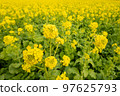 Rape blossoms 97625793