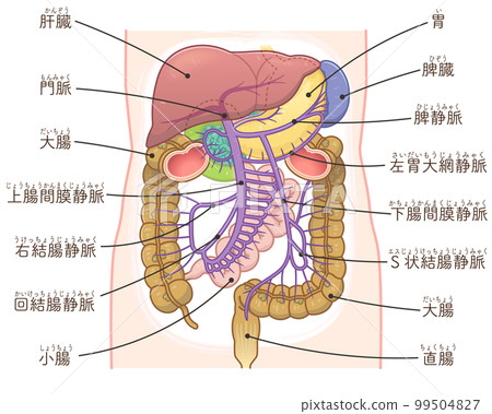 Illustration of liver, portal vein, spleen, large intestine, small intestine, duodenum, pancreas 99504827