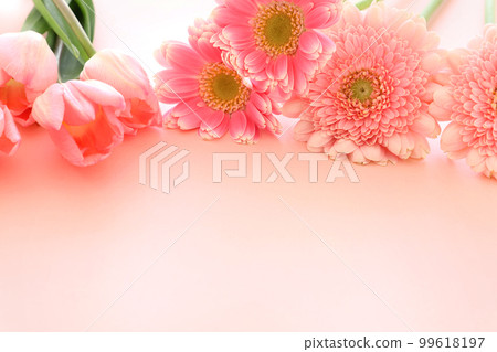 White Day Valentine's Day Pink Tulips and Gerberas 99618197