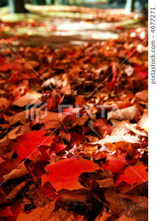 Fallen autumn leaves 4077271