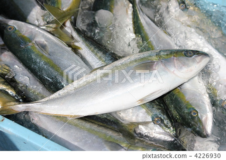 young japanese amberjack, fish, saltwater fish 4226930