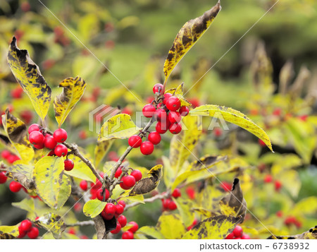 Ilex serrata fruit 6738932