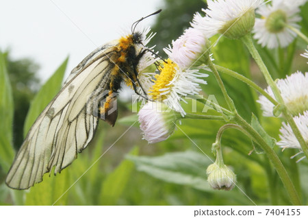 A female of Umbaiageha (Ustba silkworm) with a copulation sac 7404155