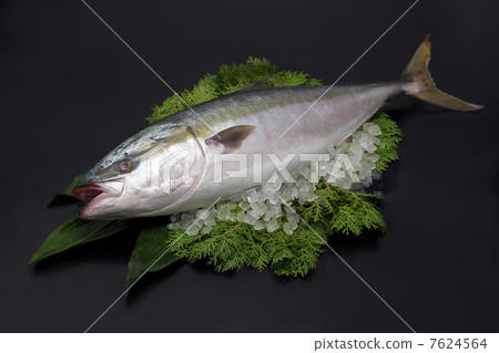 Fish fresh fishes Fresh food Fish celebration fish of the sea 7624564