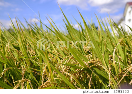 Rice field 8595533