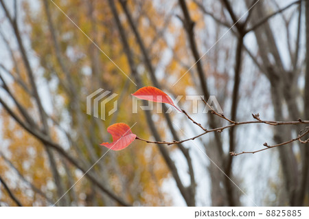 Leaves remaining in branches 8825885