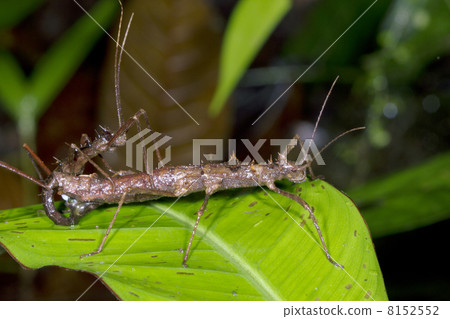 Spiny stick insect, Ecuador 8152552