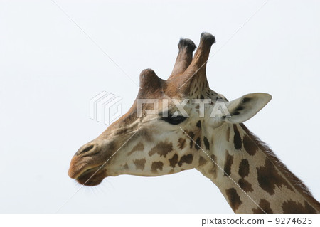 Giraffe 9274625