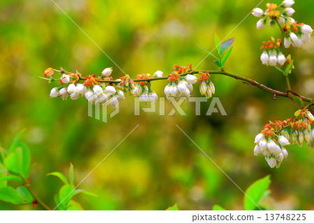 Blueberry white flowers 13748225