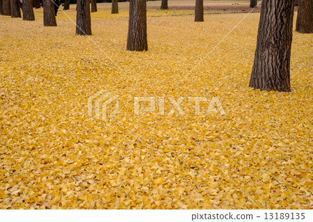 Autumn leaves fallen leaves fallen leaves 13189135