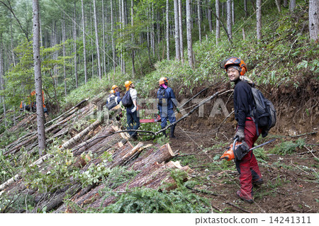 Timber harvest 14241311