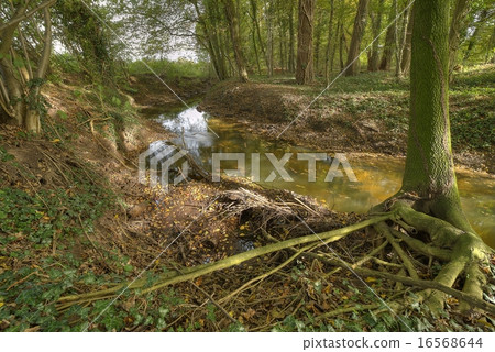 Protected Brook in the Netherlands 16568644