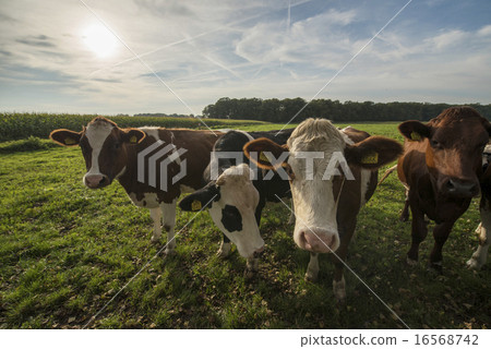 Curious Dutch cows 16568742