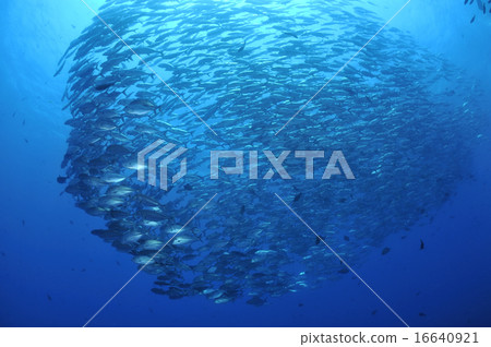 Horde of fish 16640921